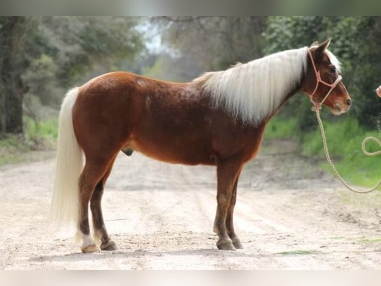 American Quarter Horse Wallach 8 Jahre Dunkelfuchs in Grapeland TX