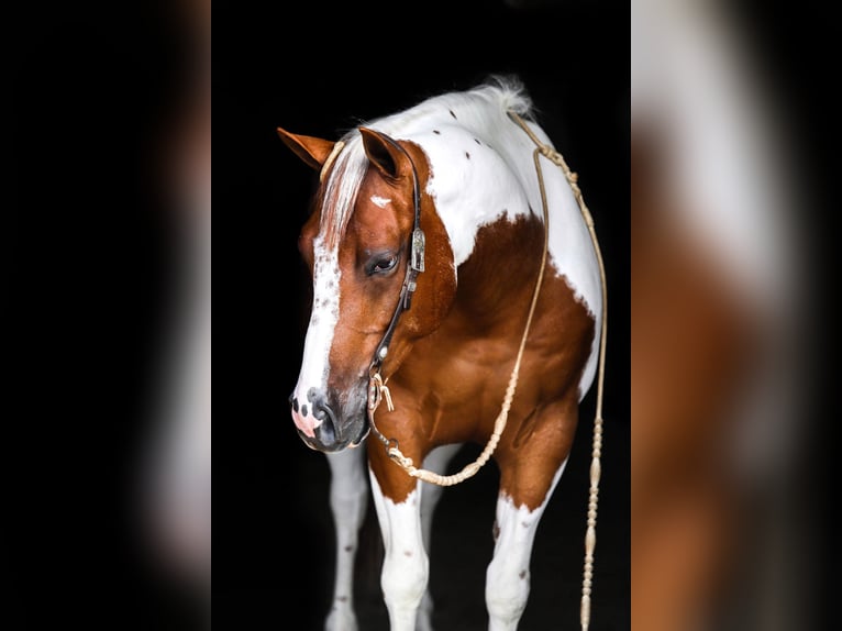 American Quarter Horse Wallach 8 Jahre Dunkelfuchs in Lake Lillian MN