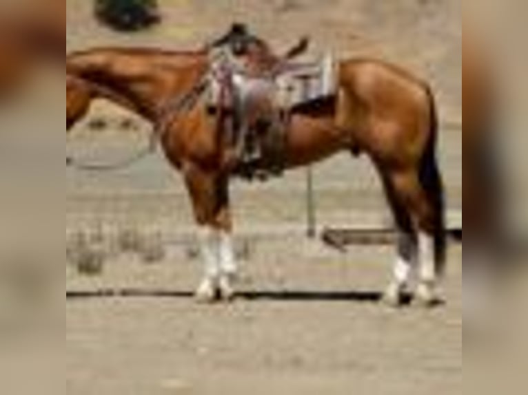 American Quarter Horse Wallach 8 Jahre Dunkelfuchs in Paicines CA