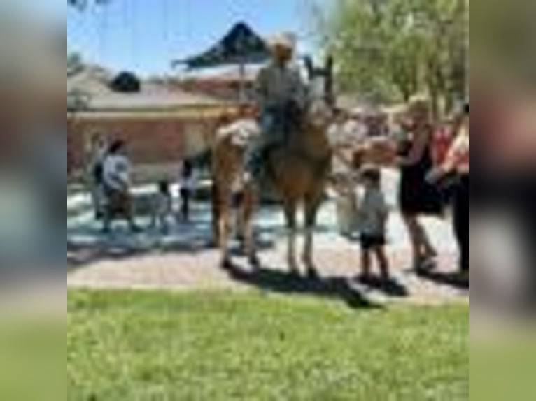American Quarter Horse Wallach 8 Jahre Dunkelfuchs in Paicines CA
