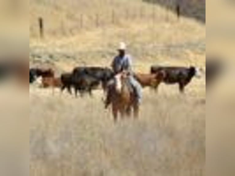 American Quarter Horse Wallach 8 Jahre Dunkelfuchs in Paicines CA