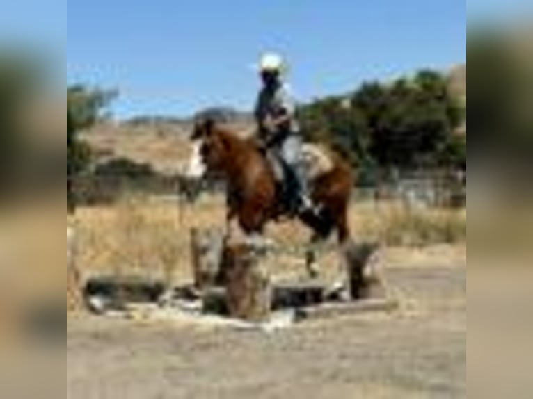 American Quarter Horse Wallach 8 Jahre Dunkelfuchs in Paicines CA