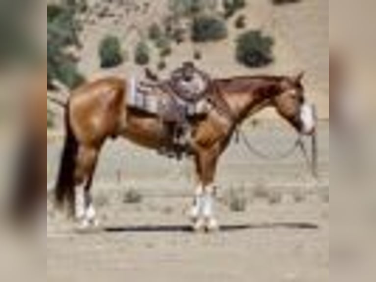 American Quarter Horse Wallach 8 Jahre Dunkelfuchs in Paicines CA