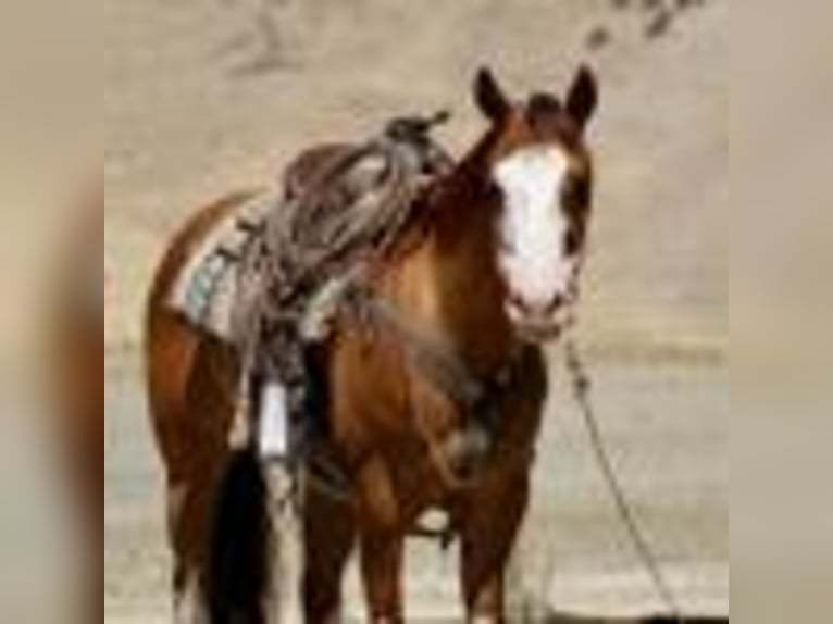 American Quarter Horse Wallach 8 Jahre Dunkelfuchs in Paicines CA