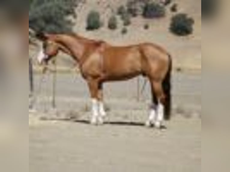 American Quarter Horse Wallach 8 Jahre Dunkelfuchs in Paicines CA