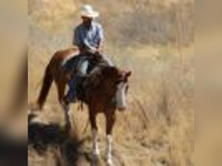 American Quarter Horse Wallach 8 Jahre Dunkelfuchs in Paicines CA