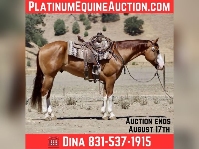 American Quarter Horse Wallach 8 Jahre Dunkelfuchs in Paicines CA