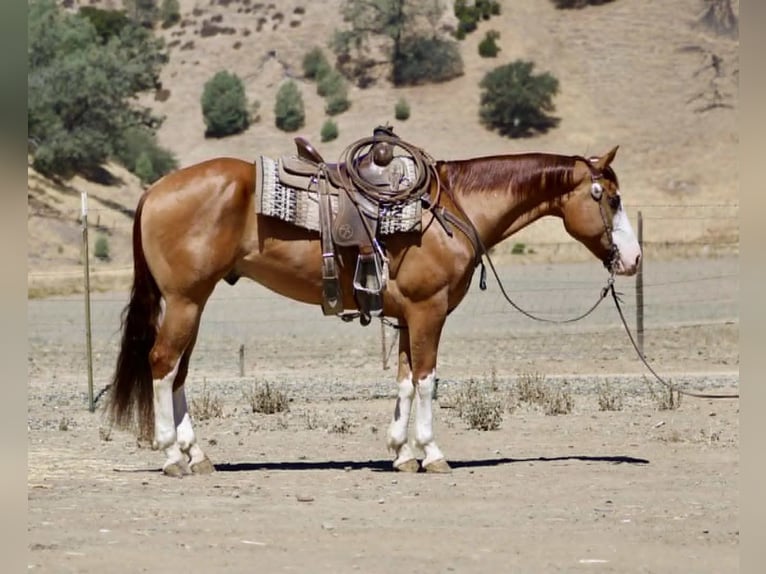 American Quarter Horse Wallach 8 Jahre Dunkelfuchs in Paicines CA