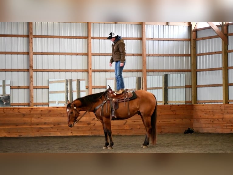 American Quarter Horse Wallach 8 Jahre Falbe in Rebersburg, PA