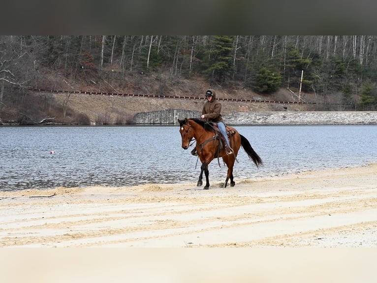American Quarter Horse Wallach 8 Jahre Falbe in Rebersburg, PA