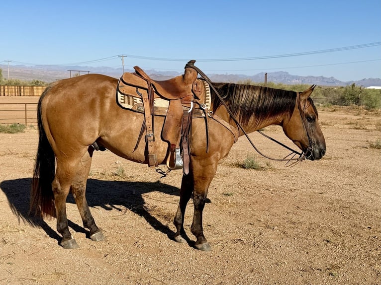 American Quarter Horse Wallach 8 Jahre Falbe in Cave Creek