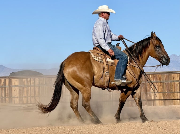 American Quarter Horse Wallach 8 Jahre Falbe in Cave Creek