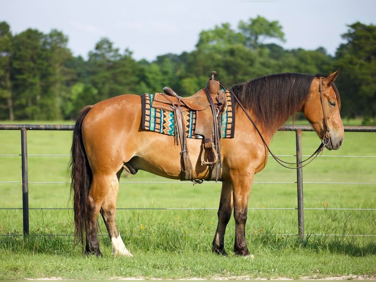 American Quarter Horse Wallach 8 Jahre Falbe in Huntsville TX