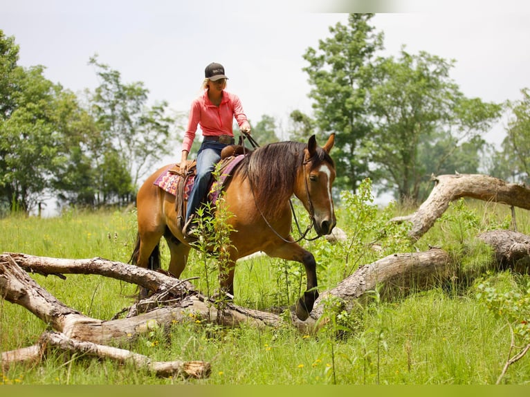 American Quarter Horse Wallach 8 Jahre Falbe in Huntsville TX