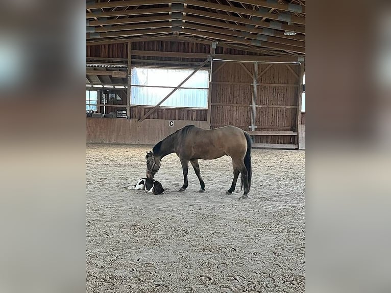 American Quarter Horse Wallach 8 Jahre Falbe in Niederhelfenswil