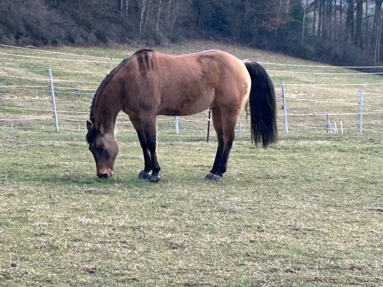 American Quarter Horse Wallach 8 Jahre Falbe in Niederhelfenswil