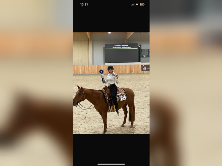 American Quarter Horse Wallach 8 Jahre Fuchs in GuxhagenGuxhagen