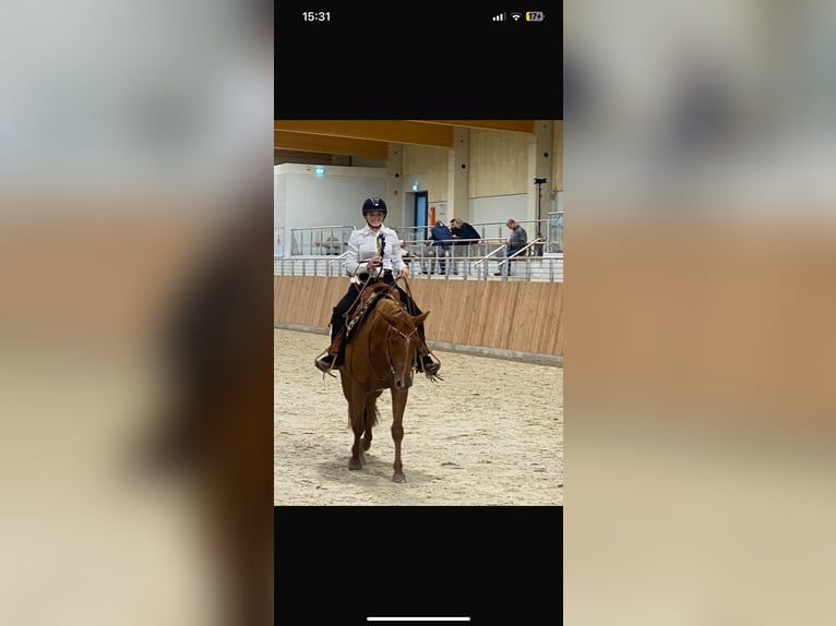 American Quarter Horse Wallach 8 Jahre Fuchs in GuxhagenGuxhagen