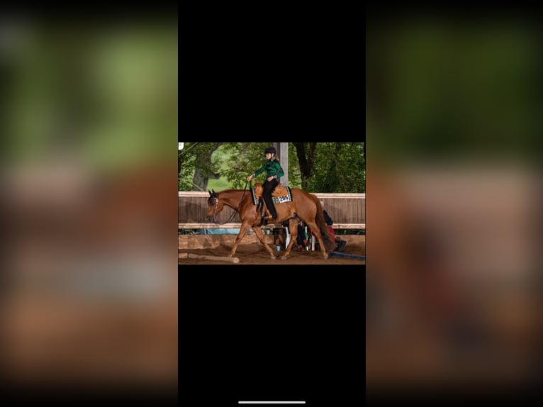 American Quarter Horse Wallach 8 Jahre Fuchs in GuxhagenGuxhagen