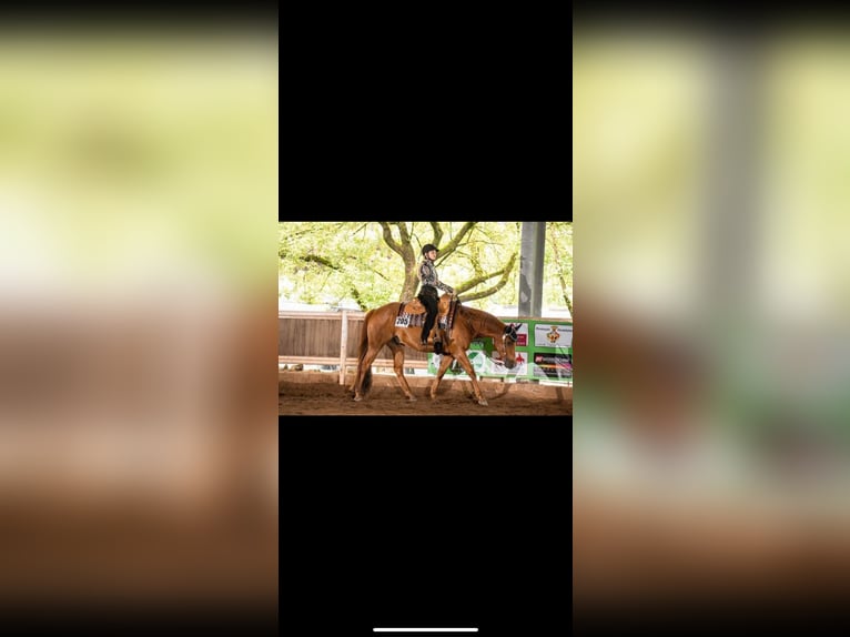 American Quarter Horse Wallach 8 Jahre Fuchs in GuxhagenGuxhagen