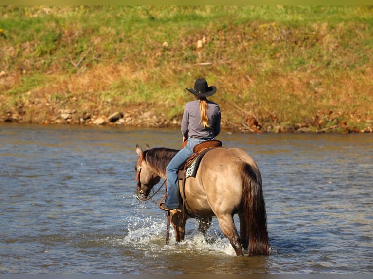 American Quarter Horse Wallach 8 Jahre Grullo in Clarion