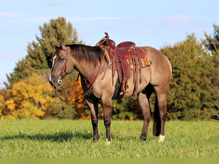 American Quarter Horse Wallach 8 Jahre Grullo in Clarion