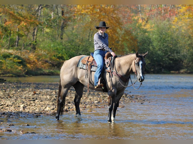 American Quarter Horse Wallach 8 Jahre Grullo in Clarion