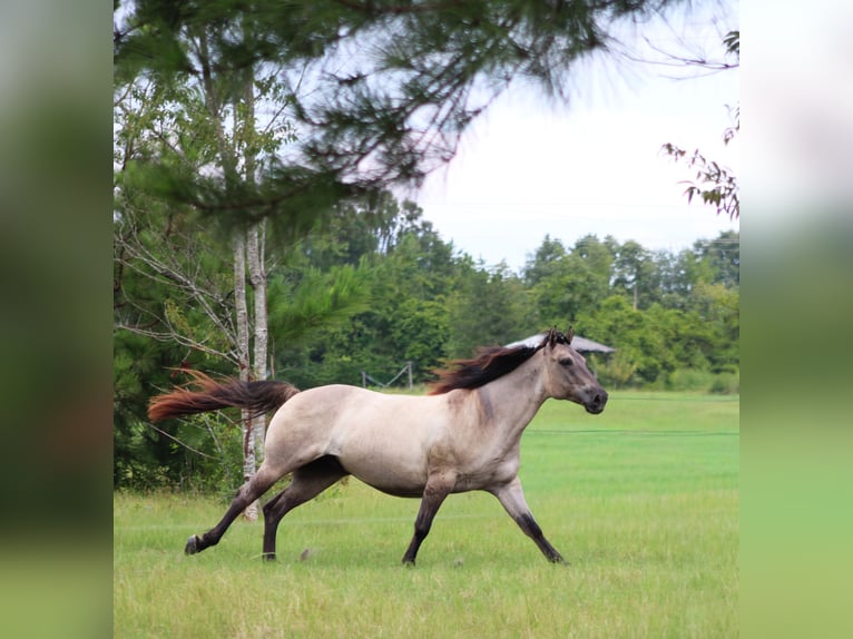 American Quarter Horse Wallach 8 Jahre Grullo in Hartsville