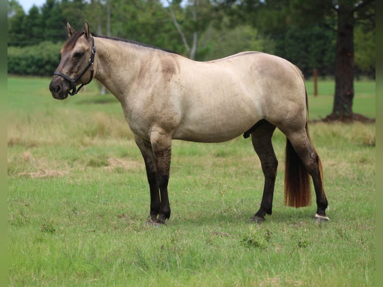 American Quarter Horse Wallach 8 Jahre Grullo in Hartsville