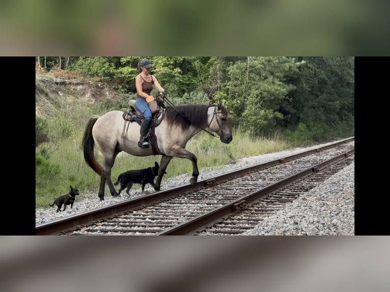 American Quarter Horse Wallach 8 Jahre Grullo in Hartsville