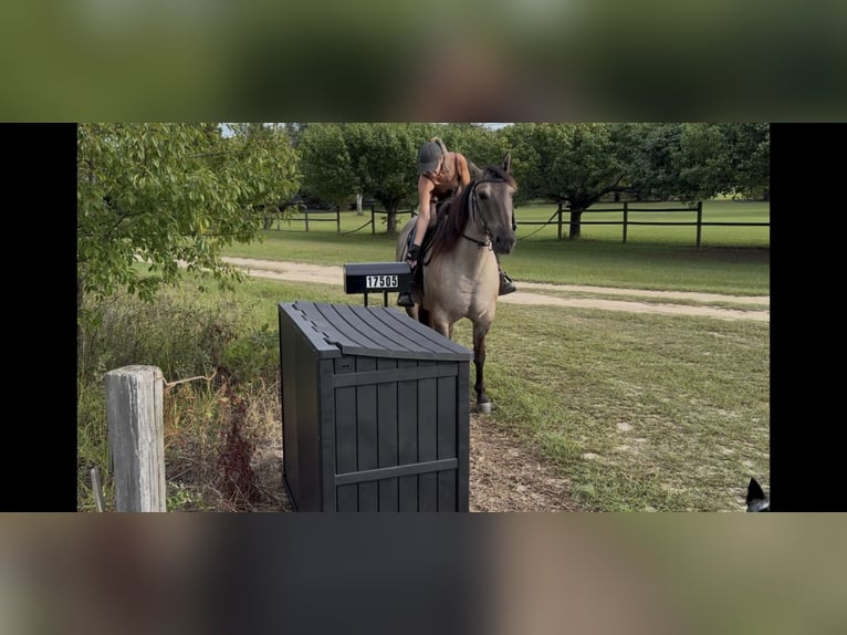 American Quarter Horse Wallach 8 Jahre Grullo in Hartsville