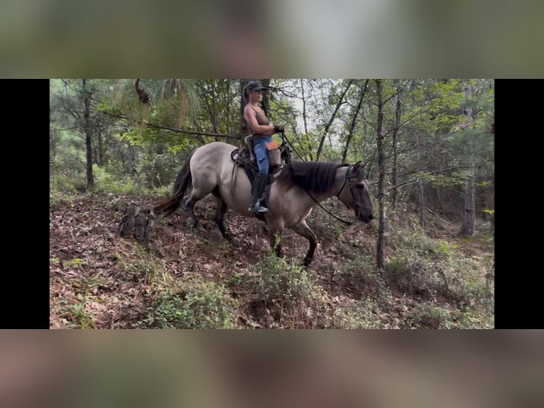 American Quarter Horse Wallach 8 Jahre Grullo in Hartsville