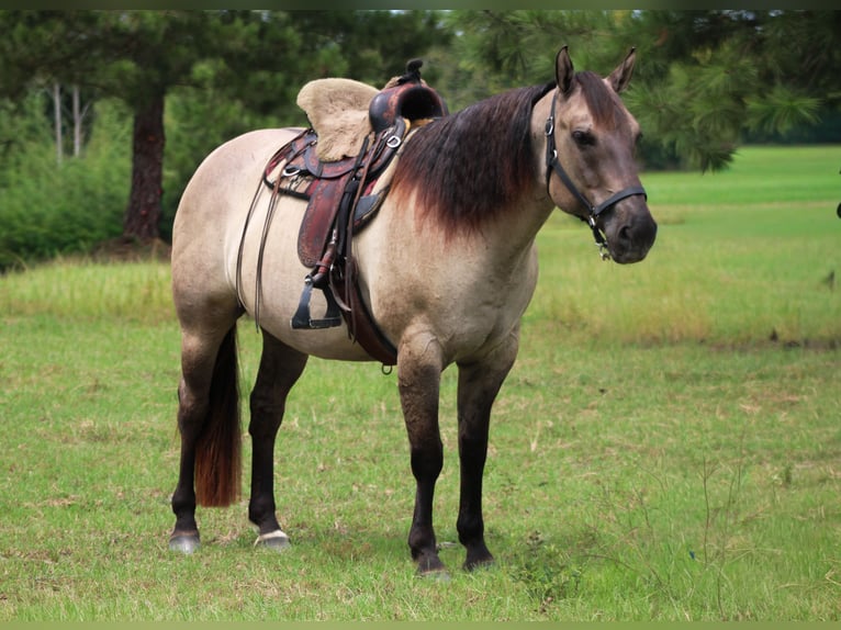 American Quarter Horse Wallach 8 Jahre Grullo in Hartsville
