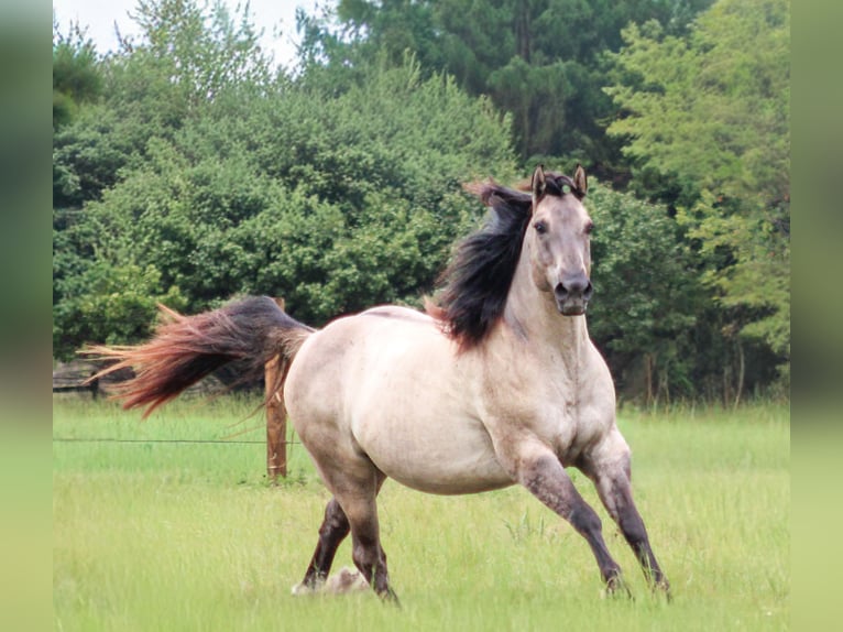 American Quarter Horse Wallach 8 Jahre Grullo in Hartsville