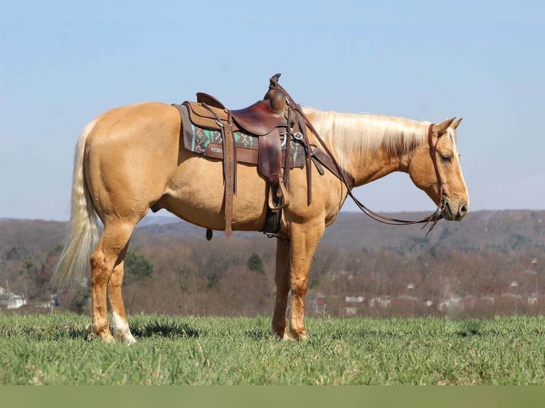 American Quarter Horse Wallach 8 Jahre Palomino in Clarion, PA