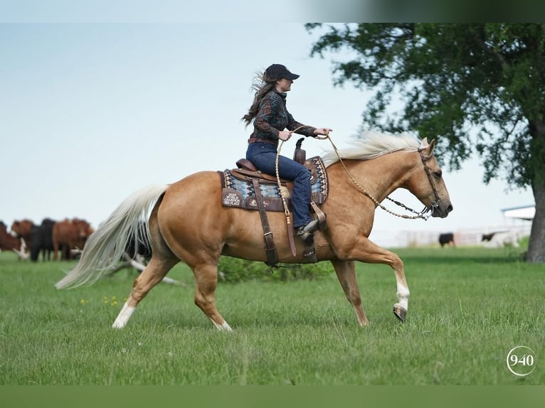 American Quarter Horse Wallach 8 Jahre Palomino in Addison, TX