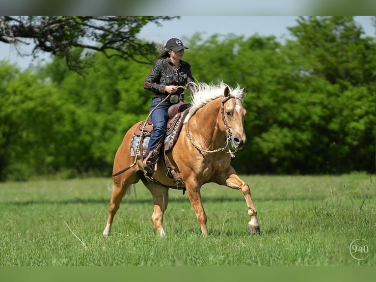 American Quarter Horse Wallach 8 Jahre Palomino in Addison, TX