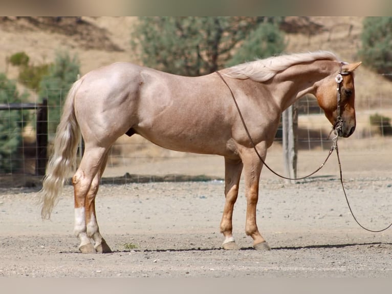 American Quarter Horse Wallach 8 Jahre Palomino in Tres Pinos