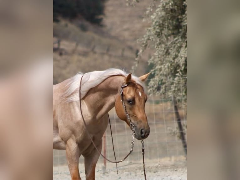 American Quarter Horse Wallach 8 Jahre Palomino in Tres Pinos