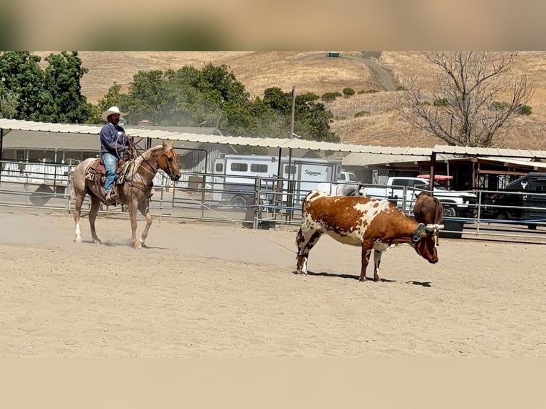 American Quarter Horse Wallach 8 Jahre Palomino in Tres Pinos