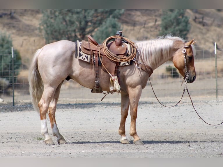 American Quarter Horse Wallach 8 Jahre Palomino in Tres Pinos