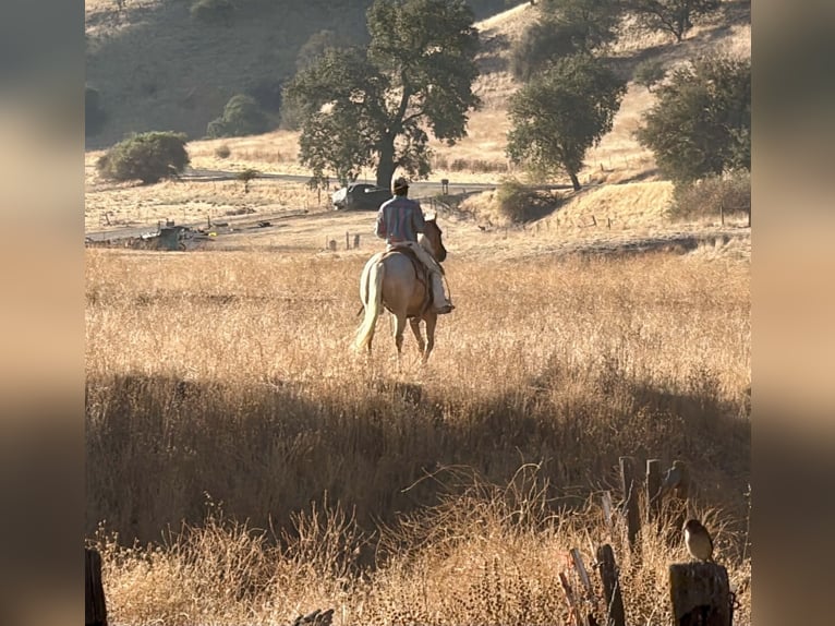 American Quarter Horse Wallach 8 Jahre Palomino in Tres Pinos