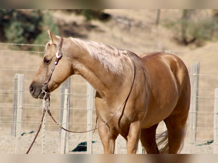 American Quarter Horse Wallach 8 Jahre Palomino in Tres Pinos