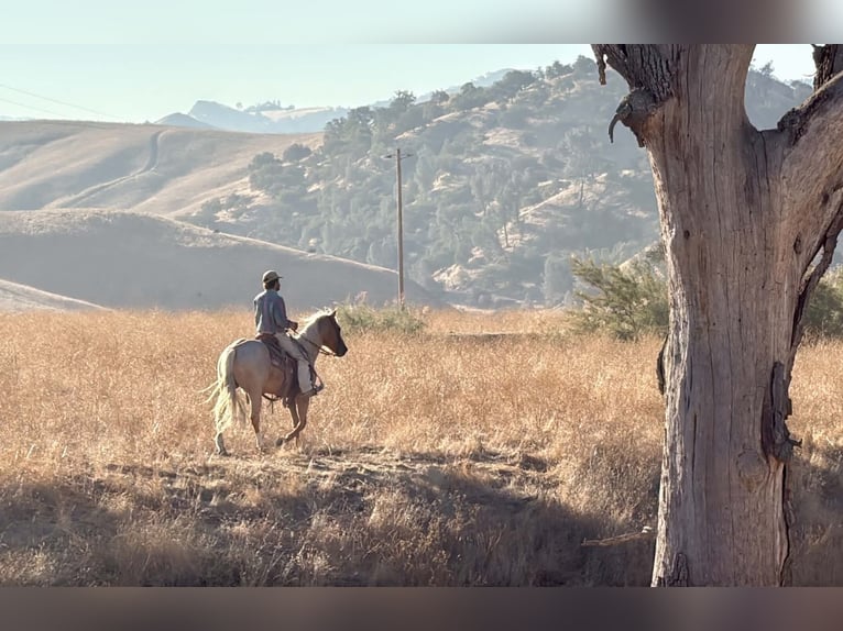 American Quarter Horse Wallach 8 Jahre Palomino in Tres Pinos