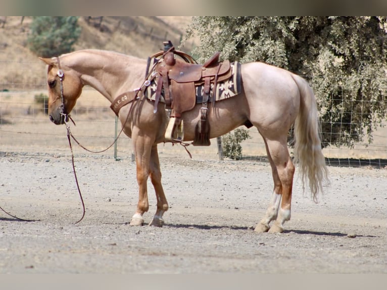 American Quarter Horse Wallach 8 Jahre Palomino in Tres Pinos