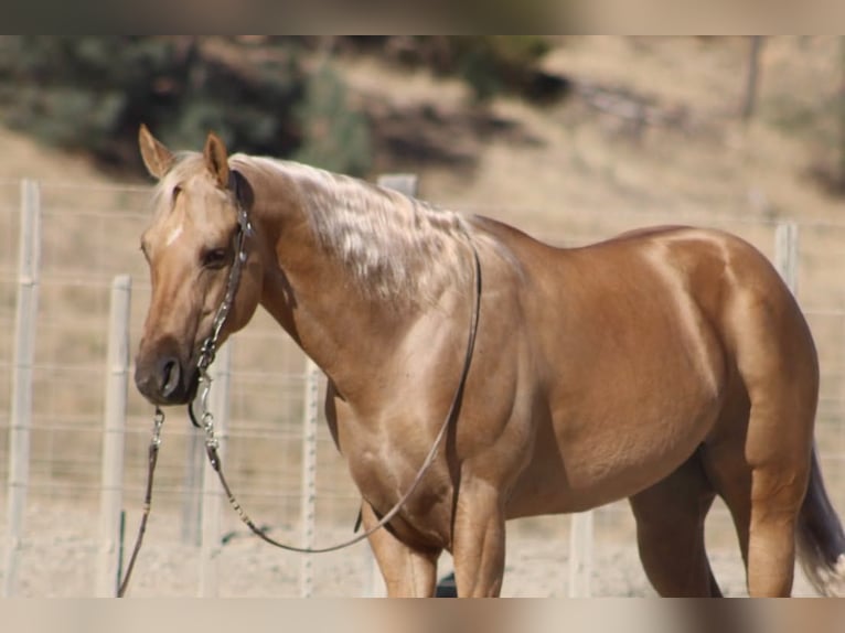 American Quarter Horse Wallach 8 Jahre Palomino in Tres Pinos