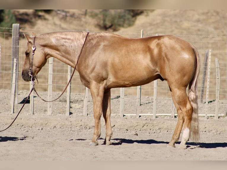 American Quarter Horse Wallach 8 Jahre Palomino in Tres Pinos