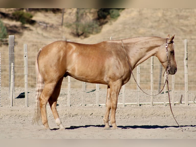 American Quarter Horse Wallach 8 Jahre Palomino in Tres Pinos