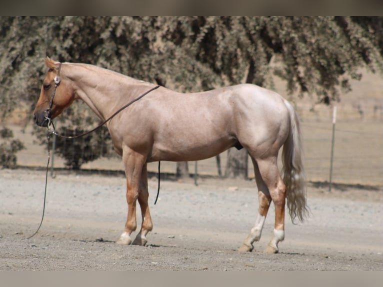 American Quarter Horse Wallach 8 Jahre Palomino in Tres Pinos