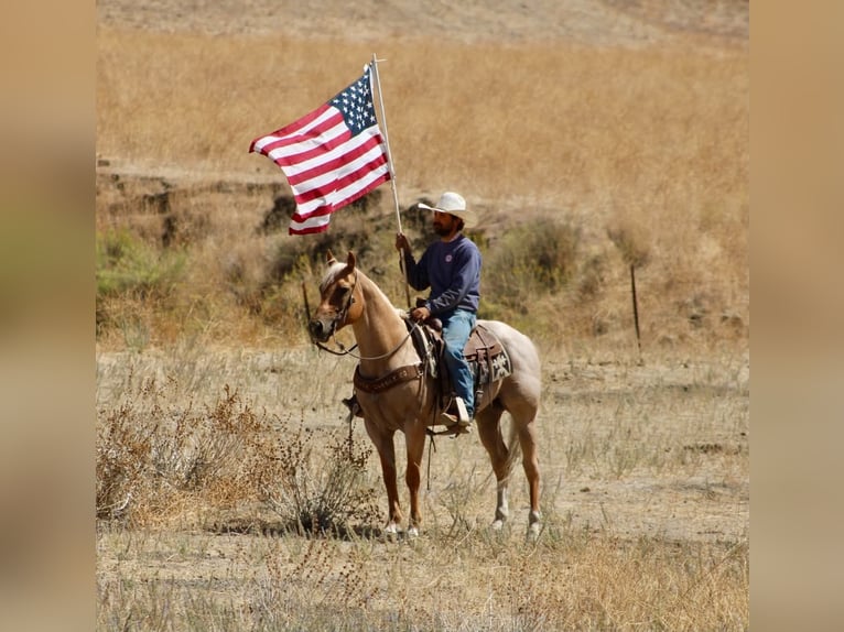 American Quarter Horse Wallach 8 Jahre Palomino in Tres Pinos